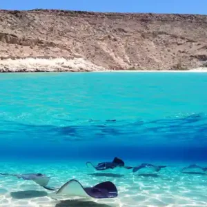 L'essentiel de Basse Californie